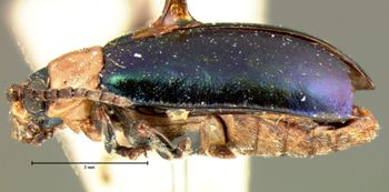 Media type: image; Entomology 19099   Aspect: habitus lateral view